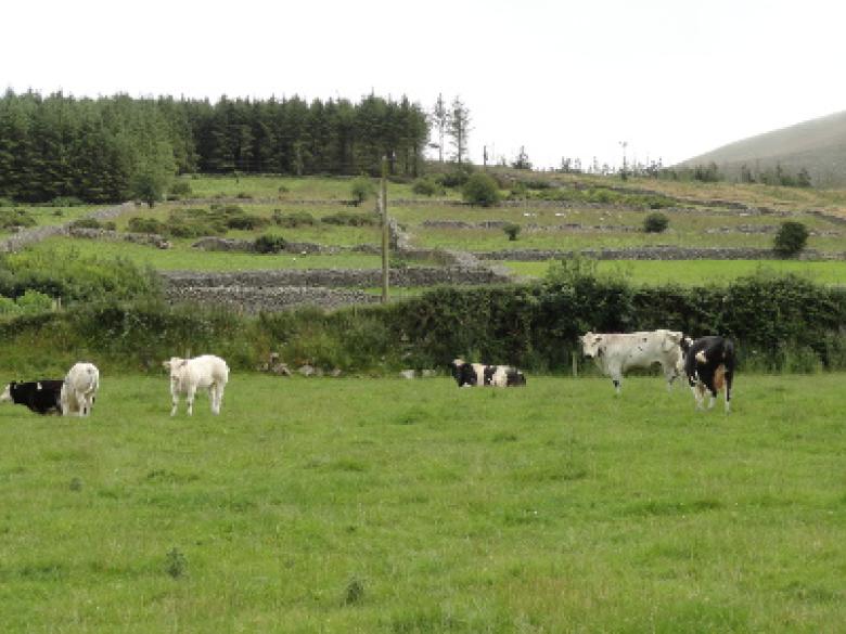 Irlande - Troupeau de race pure BBB